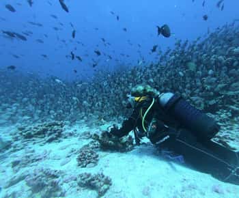 Scuba Diving in Trincomalee