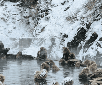 From Tokyo: Snow Monkey Park and Miso Production Day Tour