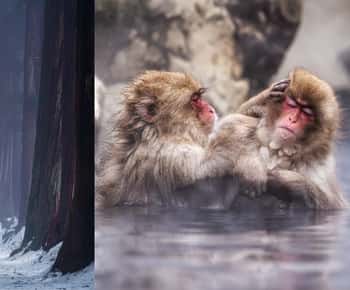 Private Tour: Snow Monkeys & Togakushi Shrine with Guide