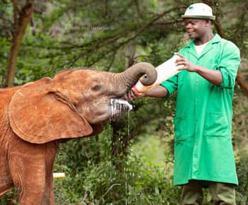Escursione a Nairobi: tour del centro delle giraffe e dell'orfanotrofio degli elefanti