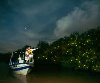 Kuala Selangor: Firefly ja Blue Tears -kierros