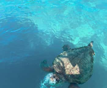 Zakynthos: Turtles, Marathonisi & Keri Caves Speedboat Tour