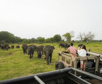 Kaudulla nationalpark halvdag Sri Lanka Jeepsafari