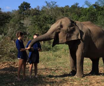 Chiang Mai: Doi Inthanon Hiking Tour & Elephant Care Program