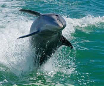 Madeira Beach: Egmont Key Snorkeling and Dolphin Cruise