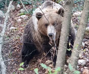 Visit to the bear wildlife area and the medieval tower