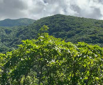 Hike St Kitts: Wingfield Rainforest and Romney Experience
