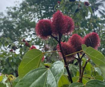 Zanzibar : Spice farm & Walking tour in Stone Town