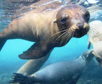 De Puerto Ayora: Excursão de um dia para mergulho com snorkel na Ilha de Santa Fé