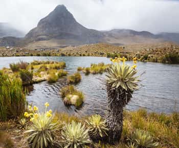 From Bogotá: Chingaza National Park Private Day Tour
