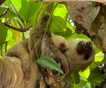 Cahuita: Tour Caminata y Avistamento de animales silvestres, Tour con Guía