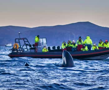 Von Tromso aus: Whale Watching in Magic Skjervoy