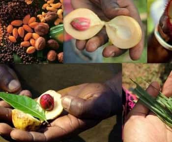 Zanzibar: Spice Tour