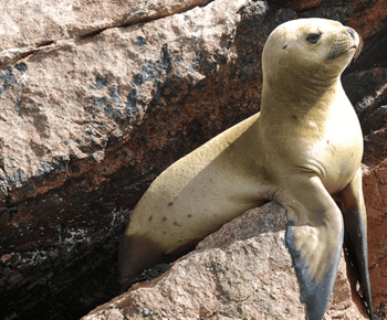 Islas Ballestas y Reserva Nacional de Paracas desde Paracas
