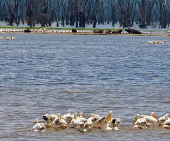 From Nairobi: Lake Nakuru National Park Day Trip