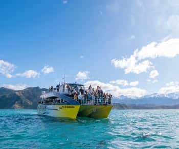 Kaikoura: walvistour