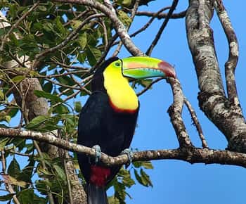 Monteverde: Curi Cancha Reserve Birdwatching Tour