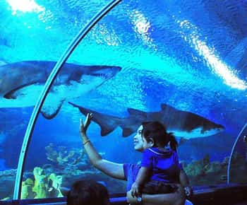 Aquaria KLCC pääsylippu