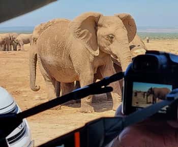 Addo Elephant National Park: Full-Day Safari with Lunch