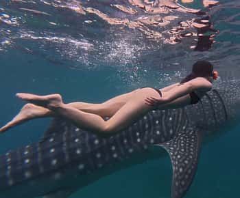Cebu Oslob WhaleShark,Inambakan Falls& Moalboal Sardines Run