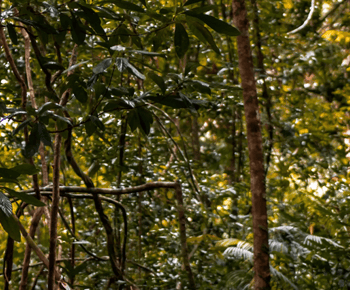 Langkawi Dream Forest Langkawi Ticket de entrada estándar
