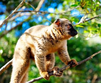 Madagascar: Nosy Komba and Nosy Tanikely Islands Guided Tour
