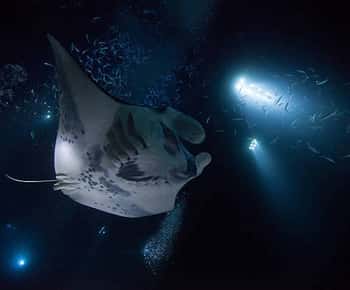 Kailua-Kona: Manta Ray Watching Nighttime Boat Trip
