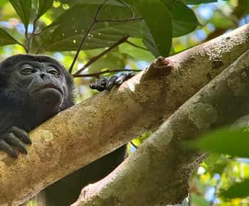Da Puerto Jimenez: Tour di un giorno del Parco Nazionale di Corcovado