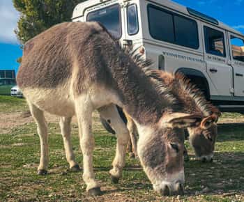 From Stintino: off-road tour to Asinara