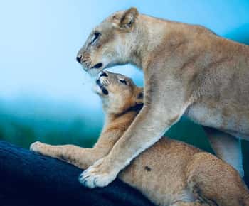 Kenya and Tanzania: 10-Day Great Migration Safari