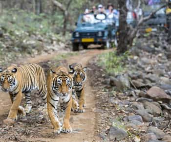 From Delhi: 4-Day Golden Triangle & Ranthambore Tiger Safari