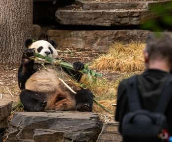 Wycieczka „Panda i przyjaciele” oraz dzień w zoo w Adelajdzie