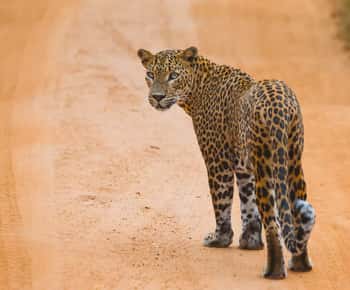 YALA SAFARI TOUR de TANGALLE/HIRIKETIYA/MIRISSA/GALLE