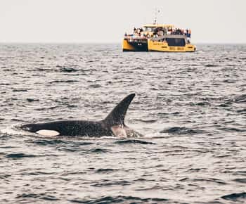 Vancouver: Covered Whale Watching Adventure with Free Photos
