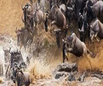 Arusha: Safari di 3 giorni nel cratere di Ngorongoro e nel Serengeti