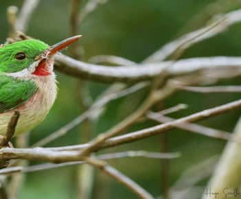 Bayahibe: Birdwatching Tour with Guide