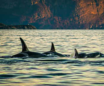 Skjervøy: Valskådning med RIB-båt och lokal guide