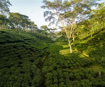 Darjeeling: Excursão de 4 dias com visita a jardins de chá, transferes e estadia