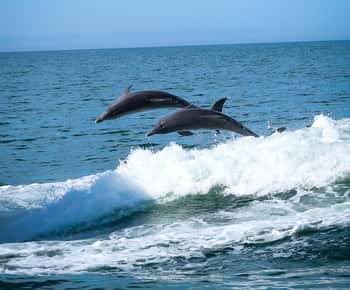 Clearwater: crociera con i delfini e avventura sull'isola