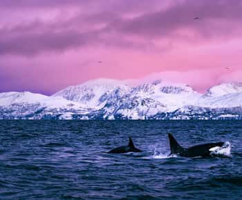 From Alta: Whale and Seabird Cruise