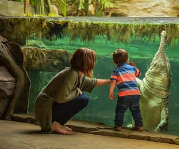 Chester: Chester Zoo Entry Ticket