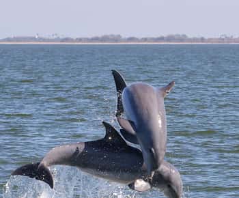 Cocoa Beach: Private 2-Hour Dolphin Sightseeing Tour