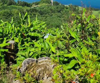 Ponta Delgada: Beauties of São Miguel Island Private Tour