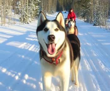 Levi: 5 km Husky-Schlittenfahrt in Levi