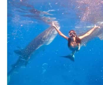 Cebu:Excursão de grupo ao tubarão-baleia, cascata e corrida de sardinhas + refeição