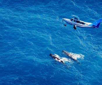 Kaikoura: Walvissafari met gids
