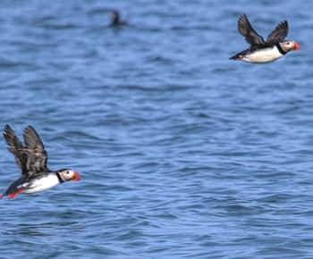 Stykkishólmur: Puffin and Wildlife Boat Tour