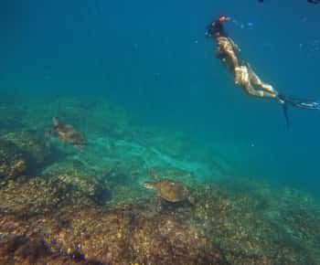 De Dubai: Snorkeling em Fujairah com tartarugas, traslado e churrasco