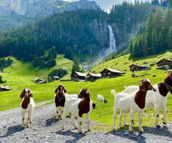 Explora as aldeias suíças: Interlaken-Grindelwald(Tour Privado)