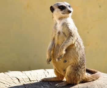 Au départ de Hammamet et Sousse : Safari d'une demi-journée au parc animalier Friguia